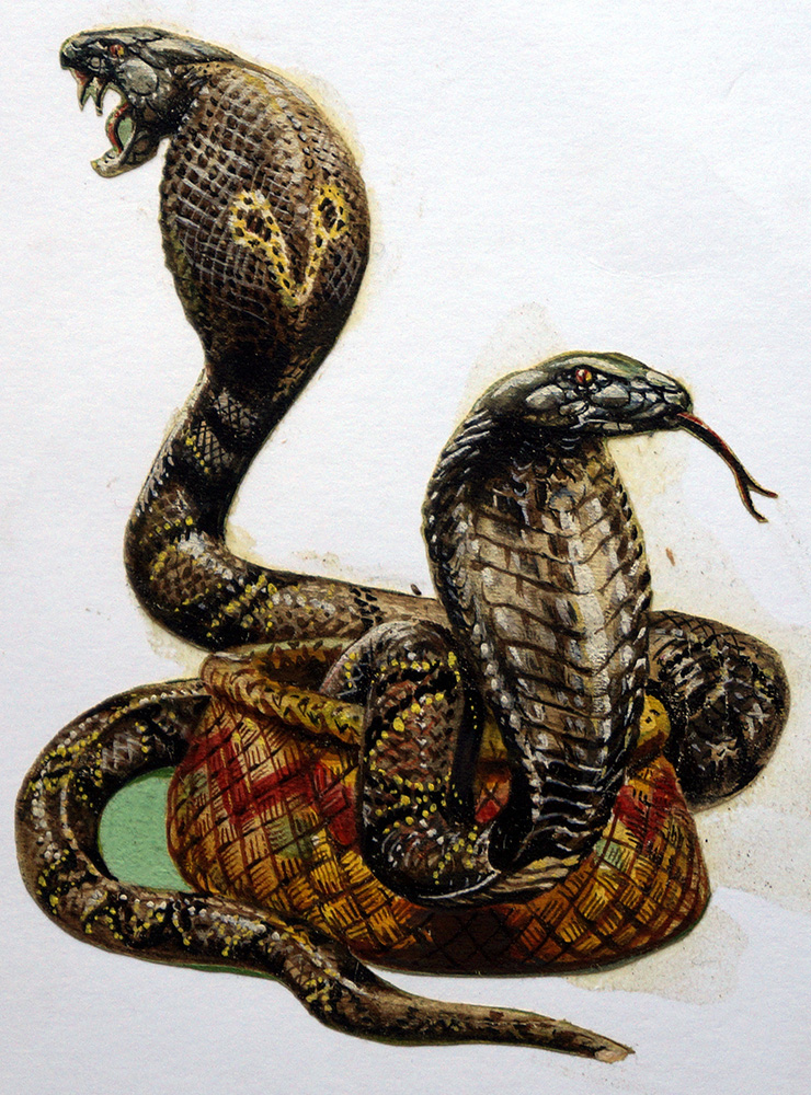 King Cobra (Original) art by Harry Green at The Illustration Art Gallery