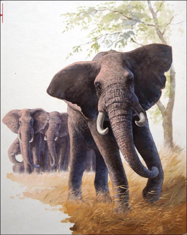 Bull Elephant Looking After Baby (Original) by Bob Hersey at The Illustration Art Gallery