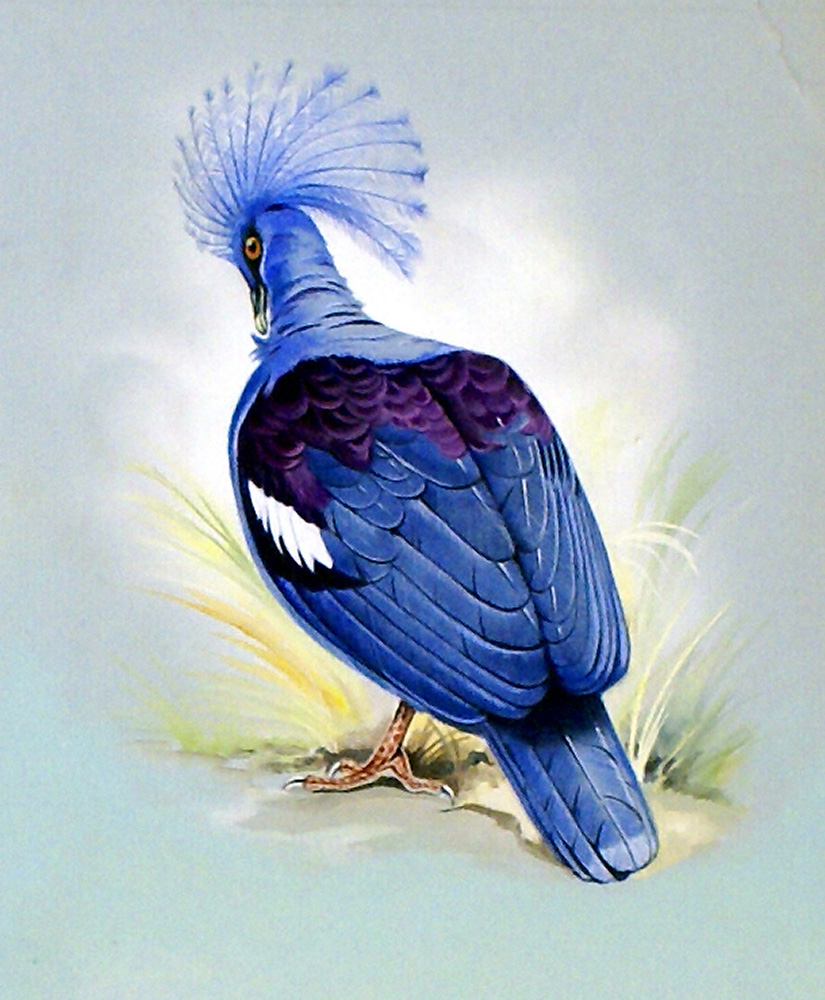 Blue Crowned Pigeon (New Guinea) (Original) art by Bert Illoss Art at The Illustration Art Gallery