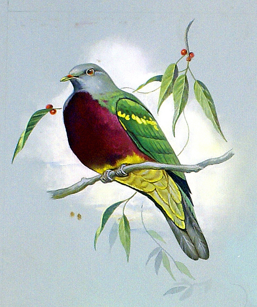 Magnificent Fruit Pigeon (Original) art by Bert Illoss Art at The Illustration Art Gallery