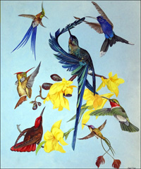 All Sorts of Humming Birds art by Bert Illoss