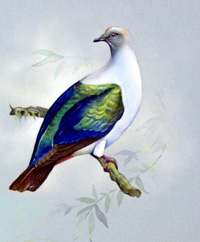 Imperial Fruit Pigeon (East Indies) (Original)