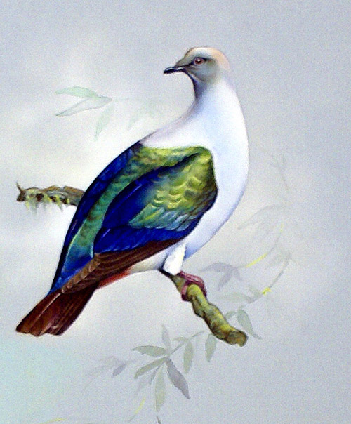 Imperial Fruit Pigeon (East Indies) (Original) by Bert Illoss at The Illustration Art Gallery