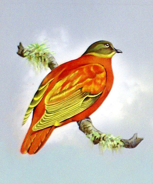 Orange Dove (Fiji Islands) (Original) by Bert Illoss at The Illustration Art Gallery