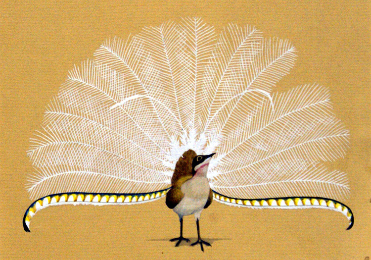 Lyre Bird (Original) by Kenneth Lilly at The Illustration Art Gallery