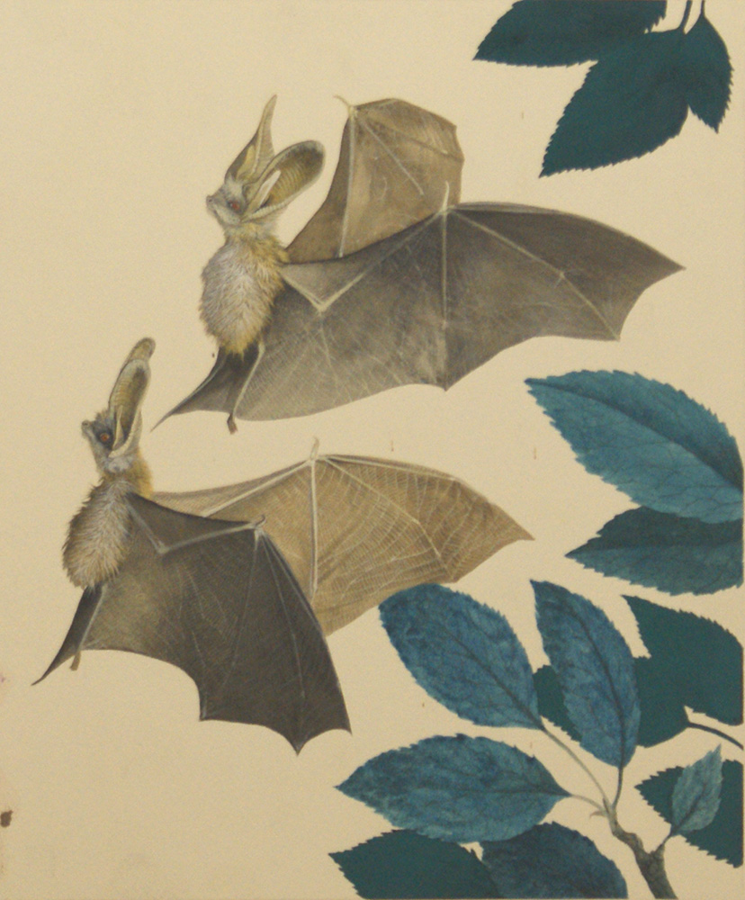 The Long-Eared Bat (Original) art by Kenneth Lilly Art at The Illustration Art Gallery