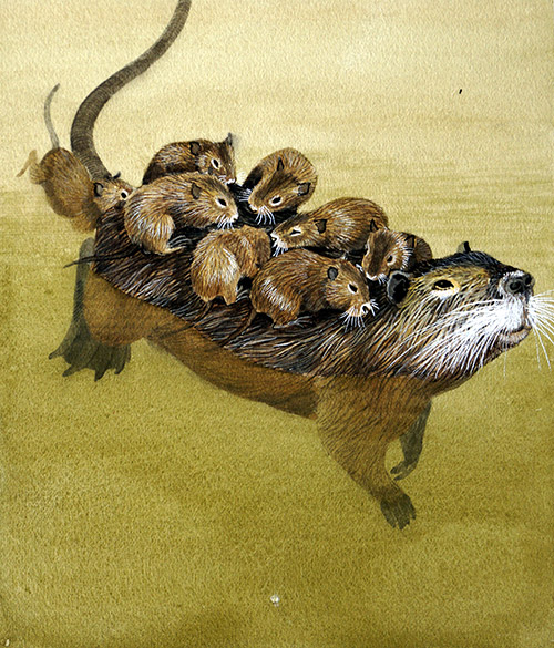Coypu (Original) by Kenneth Lilly at The Illustration Art Gallery