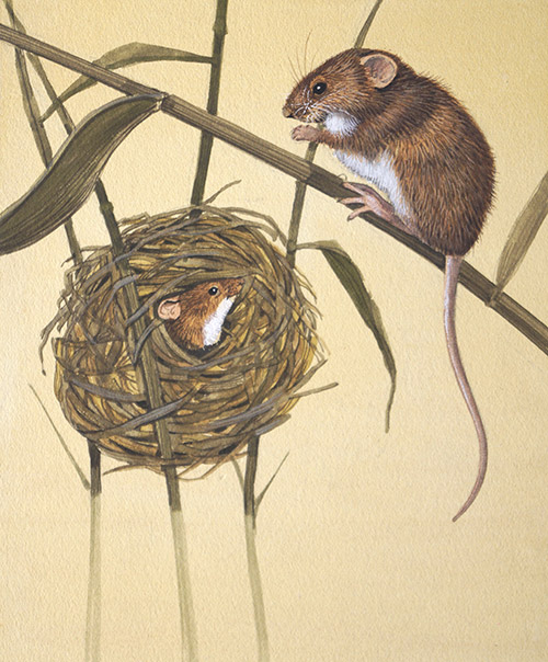 Harvest Mice (Original) by Kenneth Lilly at The Illustration Art Gallery
