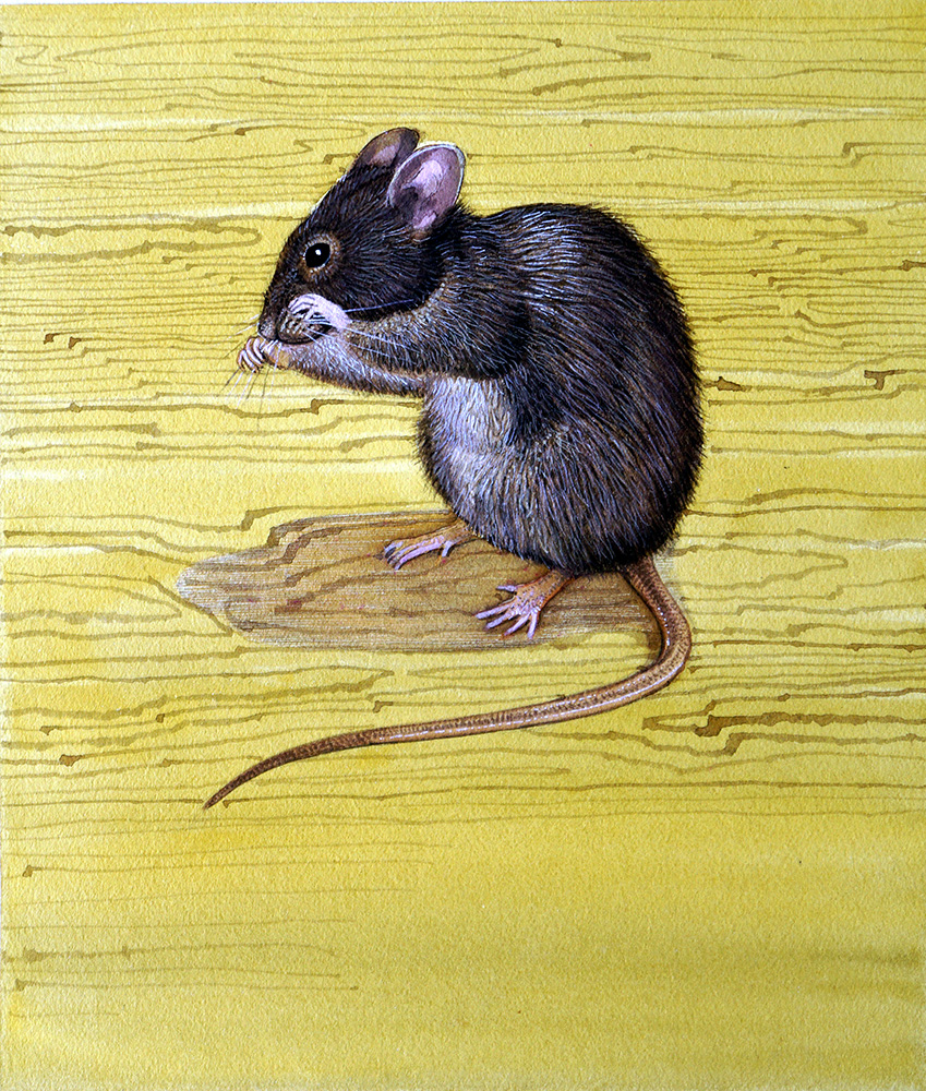 House Mouse (Original) art by Kenneth Lilly at The Illustration Art Gallery