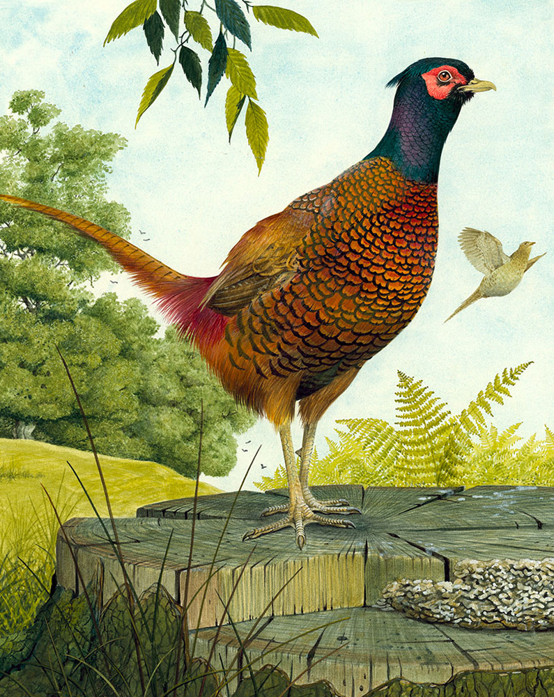 Cock Pheasant (Original) art by Kenneth Lilly Art at The Illustration Art Gallery