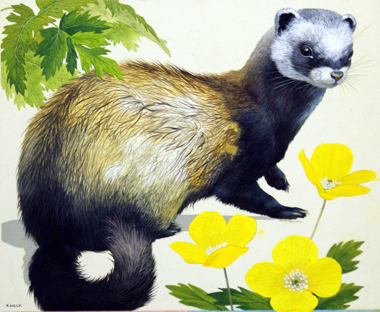 Polecat (Original) (Signed) art by Kenneth Lilly Art at The Illustration Art Gallery