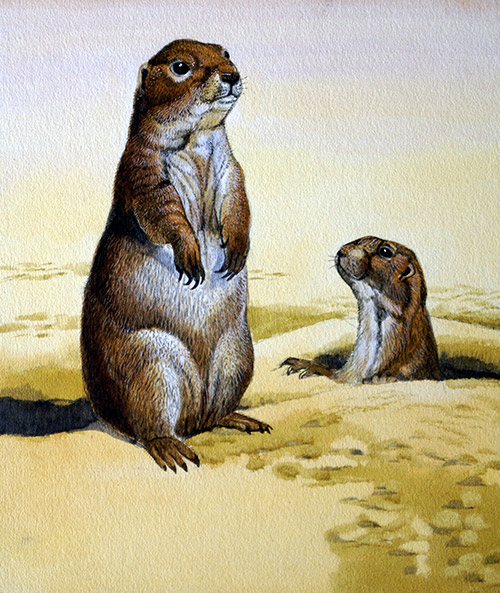 Prairie Dog (Original) by Kenneth Lilly at The Illustration Art Gallery
