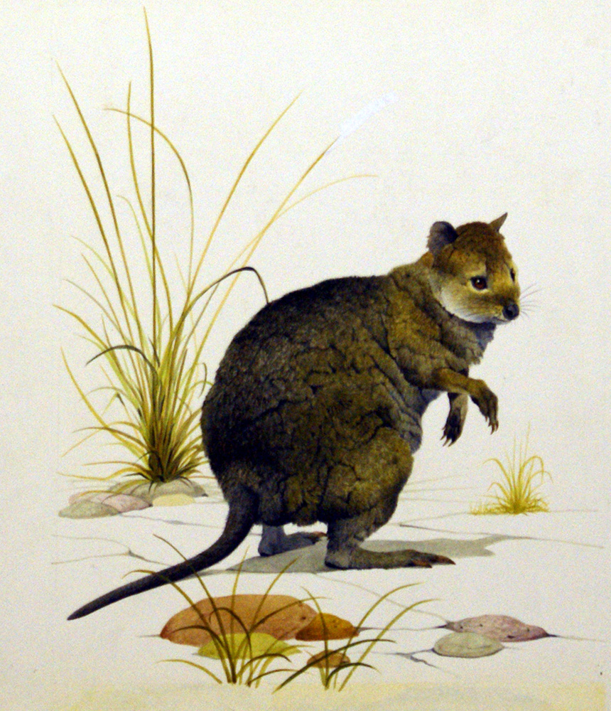 The Quokka (Original) art by Kenneth Lilly Art at The Illustration Art Gallery