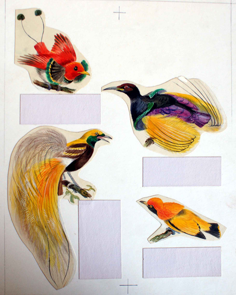 Four Birds of Paradise (Original) art by Bernard Long at The Illustration Art Gallery