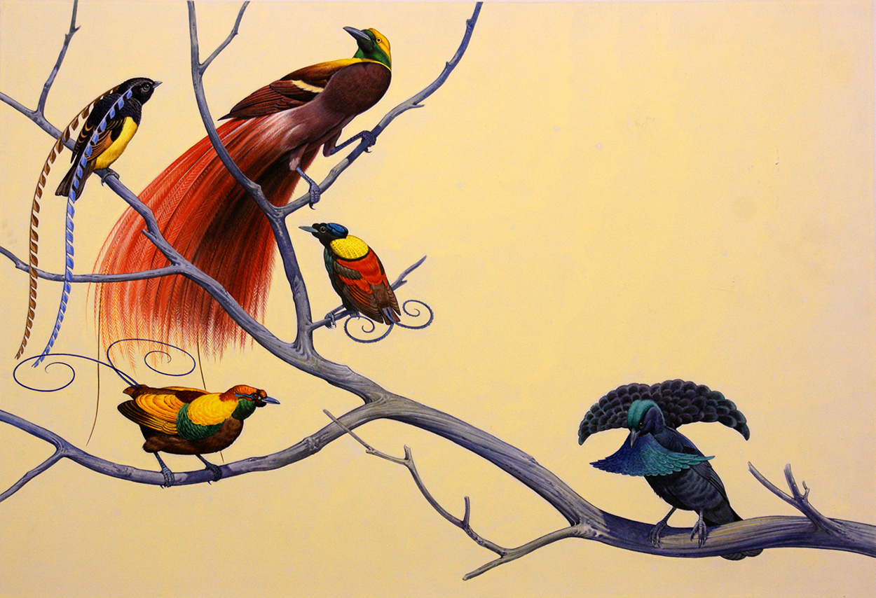 Birds of Paradise (Original) art by Bernard Long Art at The Illustration Art Gallery