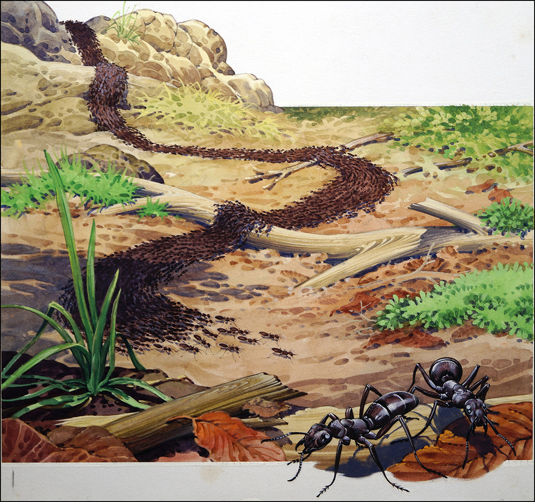 March of the Army Ants (Original) art by Bernard Long at The Illustration Art Gallery