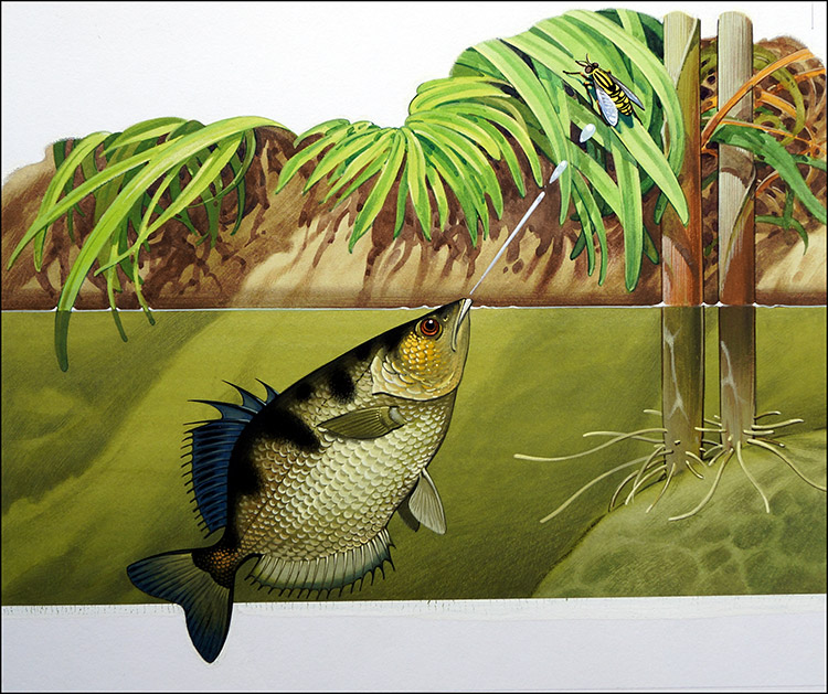Archer Fish (Original) by Bernard Long at The Illustration Art Gallery