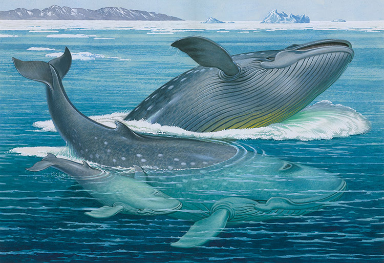 The Blue Whale (Original) by Bernard Long at The Illustration Art Gallery