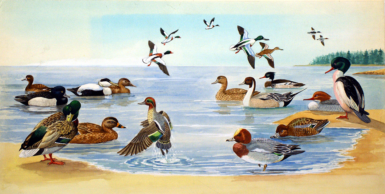 Nature Scene with Ducks (Original) art by Bernard Long Art at The Illustration Art Gallery