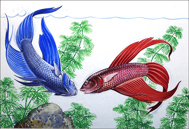 Siamese Fighting Fish (Original) by Bernard Long Art at The Illustration Art Gallery