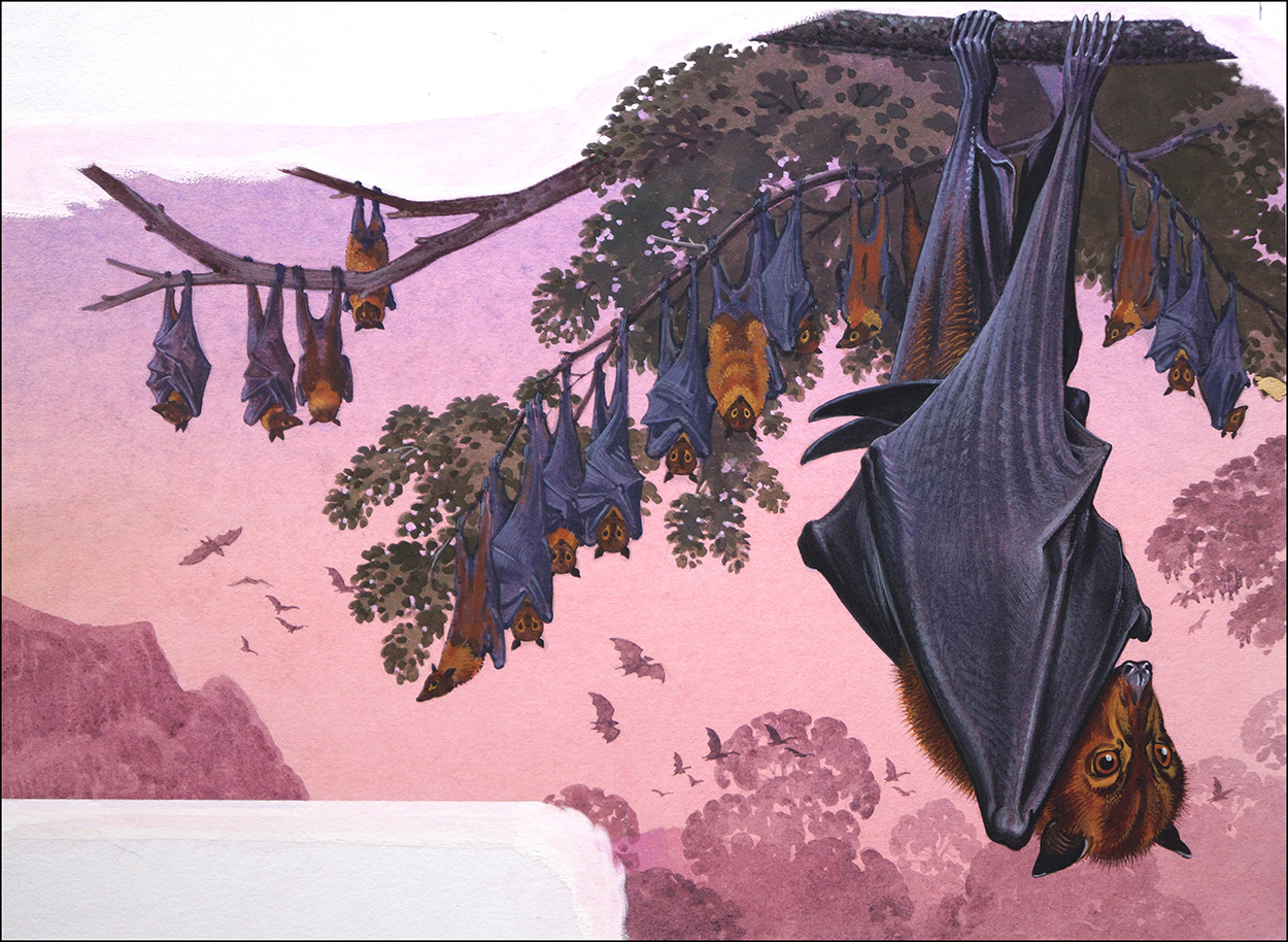 The Upside Down World of the Fruit Bat (Original) art by Bernard Long at The Illustration Art Gallery