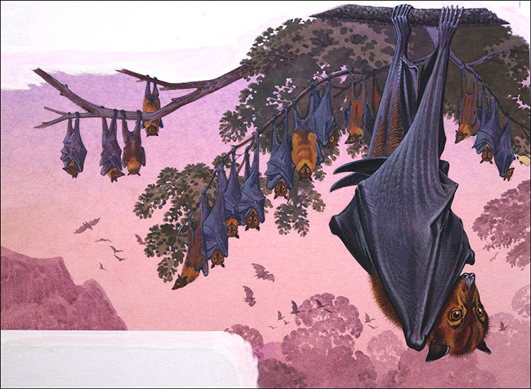The Upside Down World of the Fruit Bat (Original) by Bernard Long Art at The Illustration Art Gallery