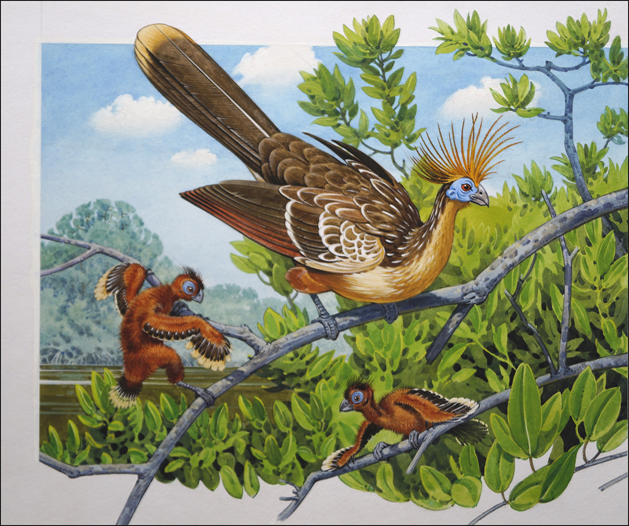 The Strange and Curious Hoatzin Bird (Original) art by Bernard Long at The Illustration Art Gallery