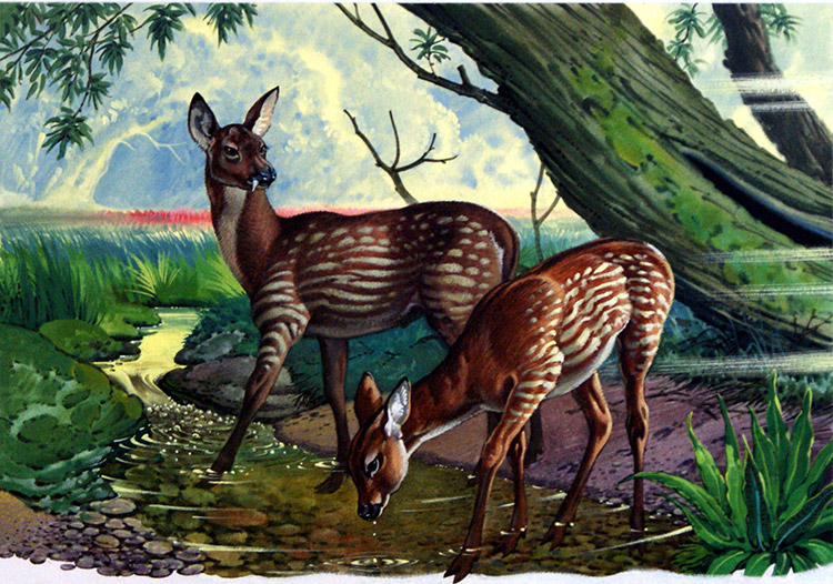 Palaeomeryx Kaupi (Original) by Bernard Long at The Illustration Art Gallery