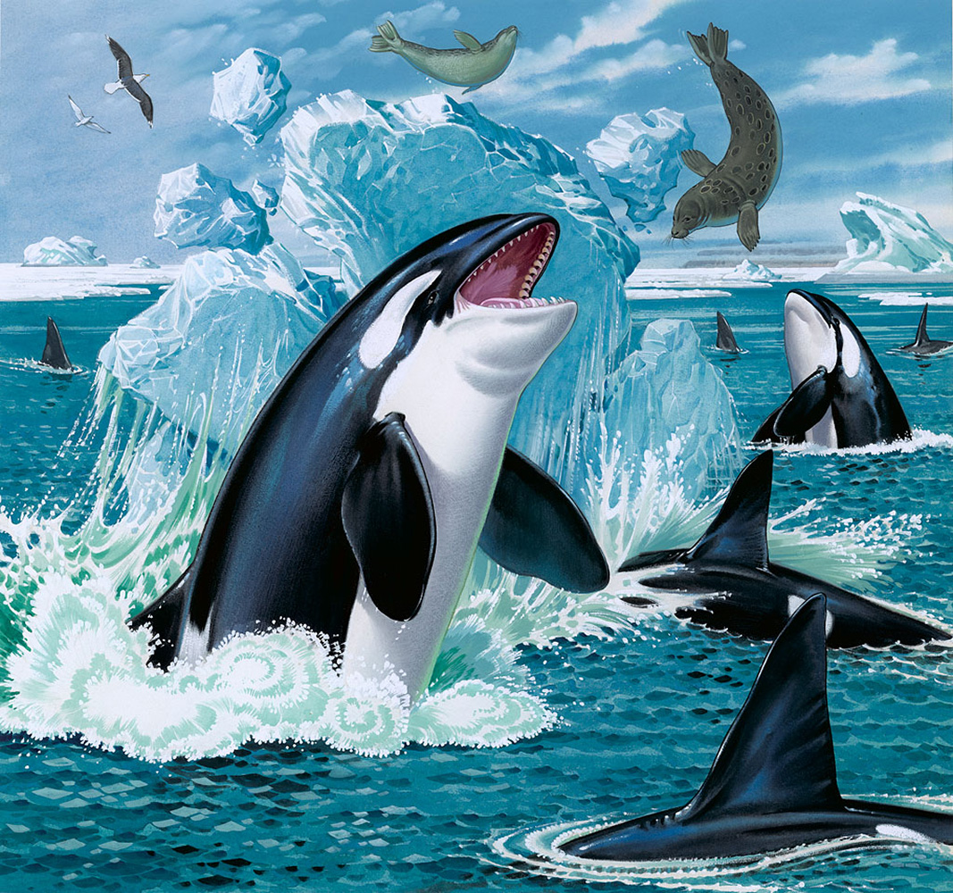 Killer Whales Feeding (Original) art by Bernard Long at The Illustration Art Gallery