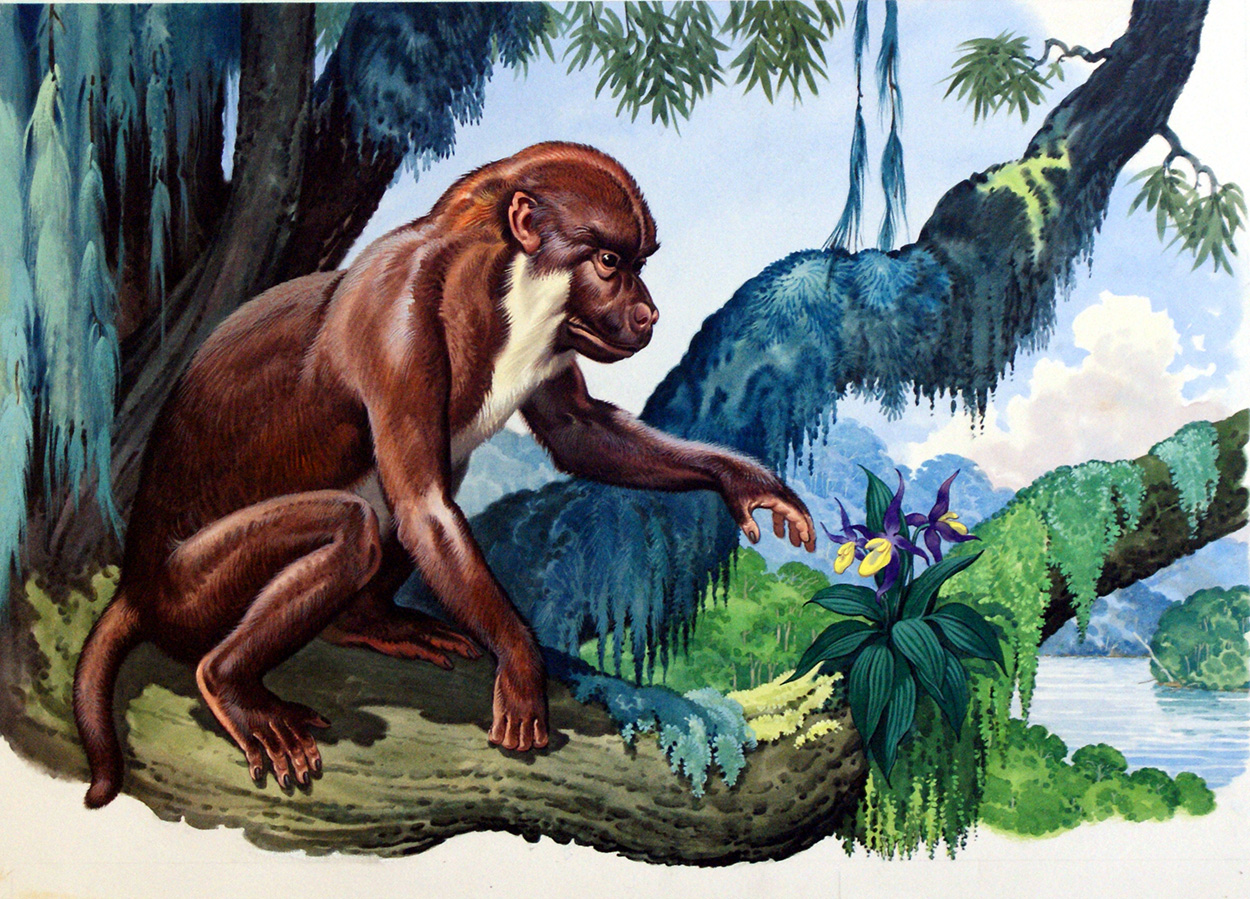 Aegyptopithecus (Original) art by Bernard Long at The Illustration Art Gallery