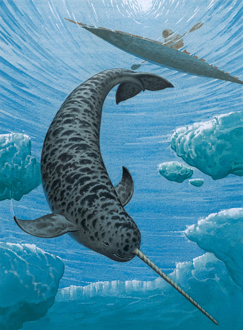 The Narwhal (Original) by Bernard Long at The Illustration Art Gallery