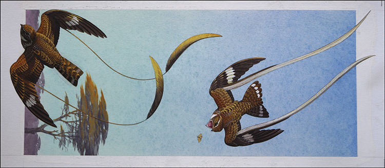 Standard and Pennant Wing Nightjars (Original) by Bernard Long at The Illustration Art Gallery