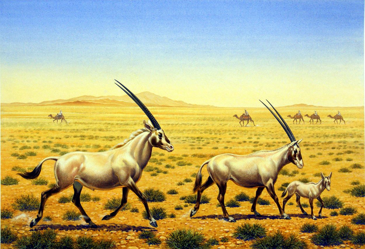 Arabian Oryx (Original) art by Bernard Long Art at The Illustration Art Gallery