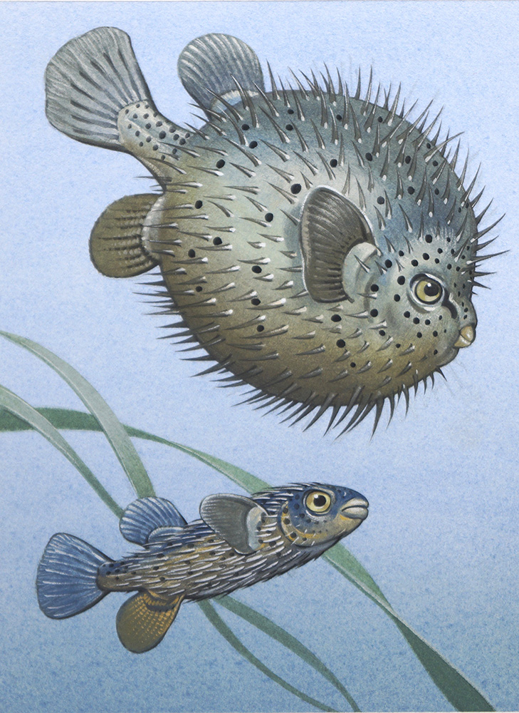 The Porcupine Fish (Original) art by Bernard Long Art at The Illustration Art Gallery