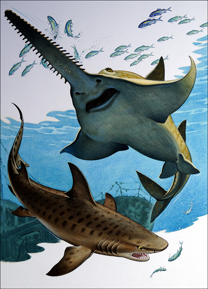 Sawfish and Tiger Shark (Original) art by Bernard Long Art at The Illustration Art Gallery
