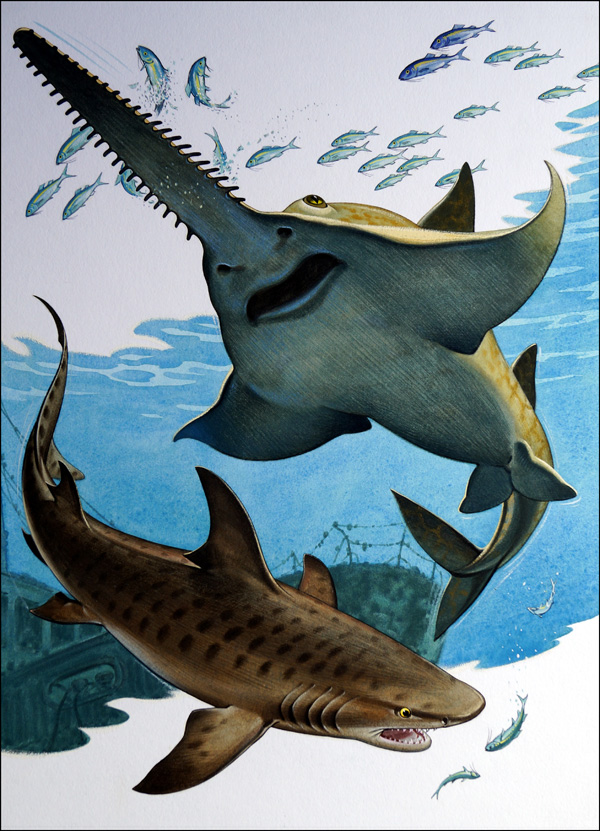 Sawfish and Tiger Shark (Original) by Bernard Long at The Illustration Art Gallery