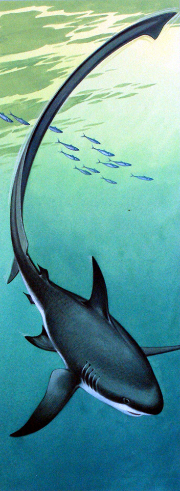 Thresher Shark (Original) art by Bernard Long at The Illustration Art Gallery