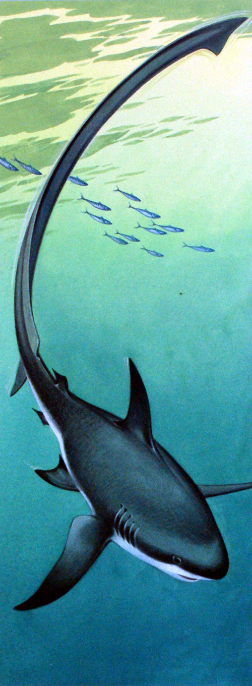 Thresher Shark (Original) by Bernard Long at The Illustration Art Gallery