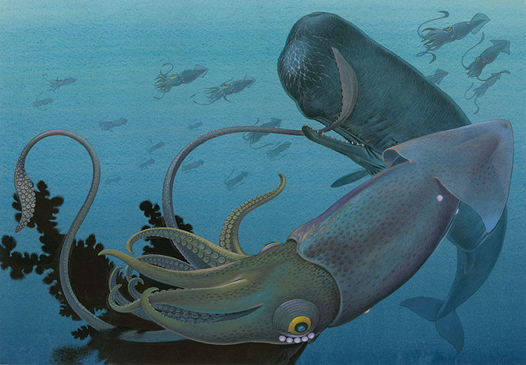 Sperm Whale and Giant Squid (Original) by Bernard Long at The Illustration Art Gallery