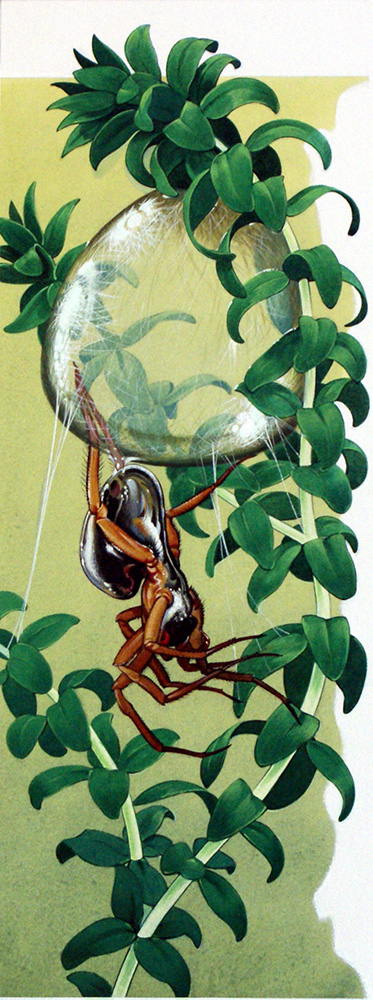 Water Spider (Original) art by Bernard Long Art at The Illustration Art Gallery