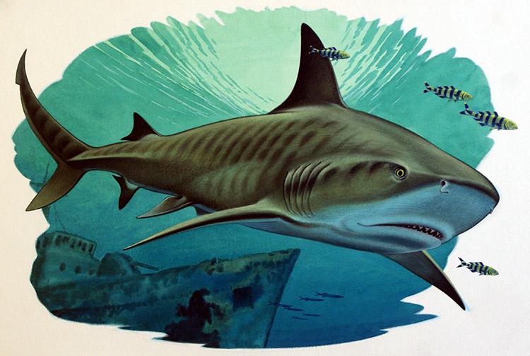 Tiger Shark and Pilot Fish with Naval Wreck (Original) by Bernard Long at The Illustration Art Gallery