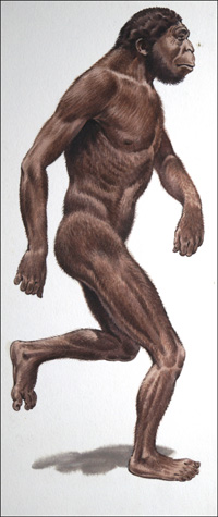 Australopithecus art by Bernard Long