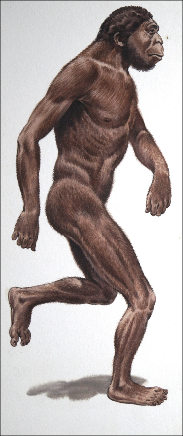 Australopithecus (Original) by Bernard Long Art at The Illustration Art Gallery