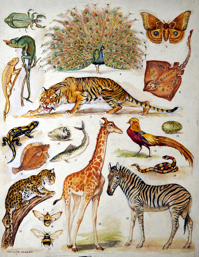 Coloration of Animals (Original) (Signed) art by Margaret Maitland Howard at The Illustration Art Gallery