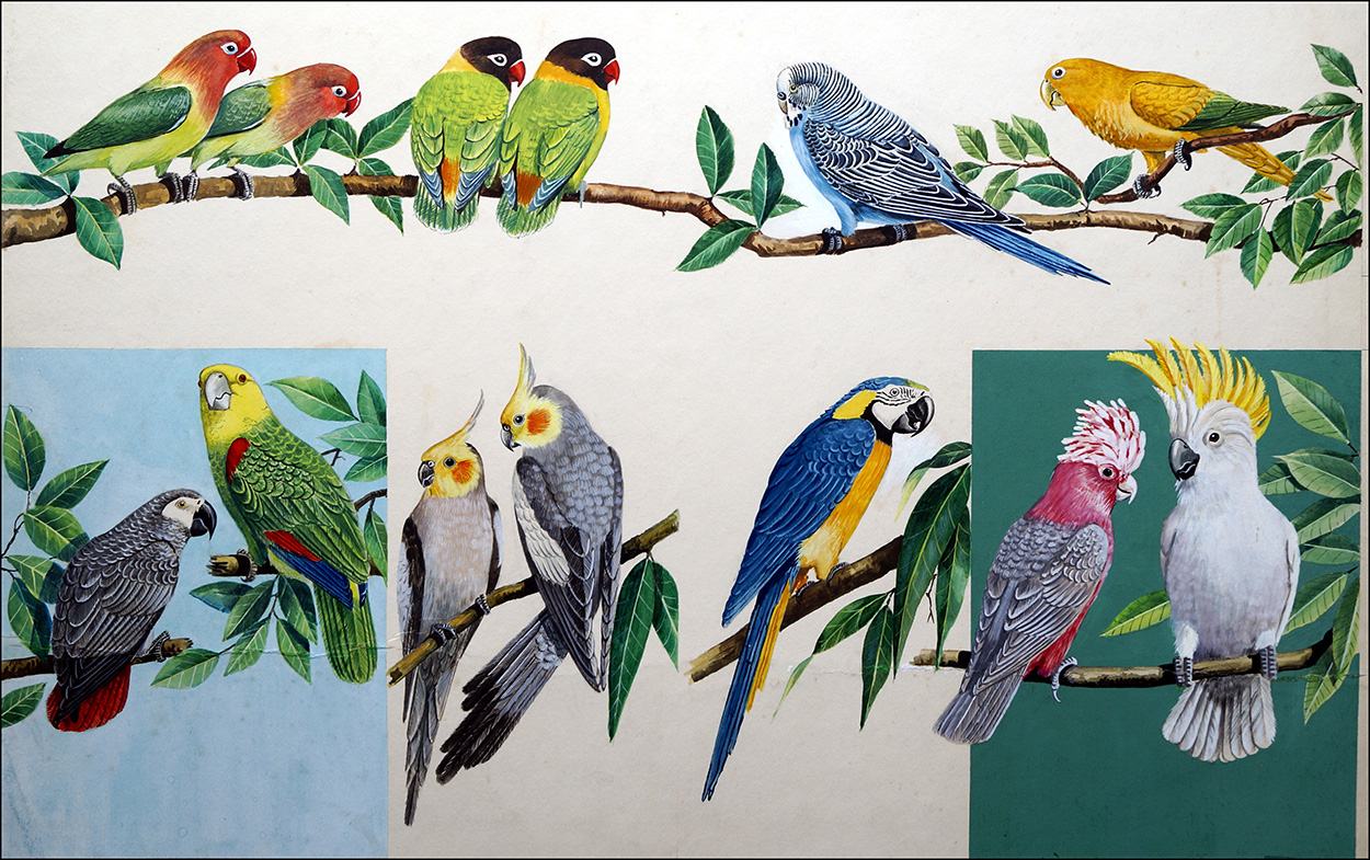 Allsorts of Pretty Parrots (Original) art by Ian McIntosh at The Illustration Art Gallery