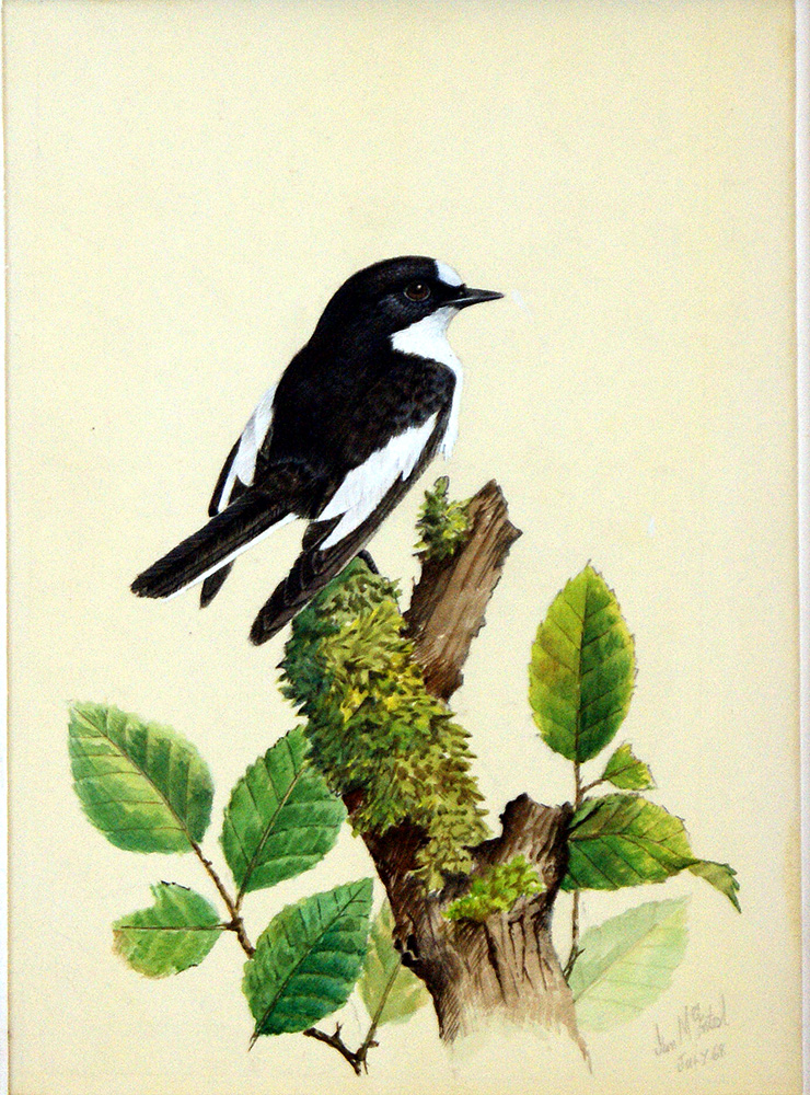 Pied Flycatcher (Original) (Signed) art by Ian McIntosh at The Illustration Art Gallery
