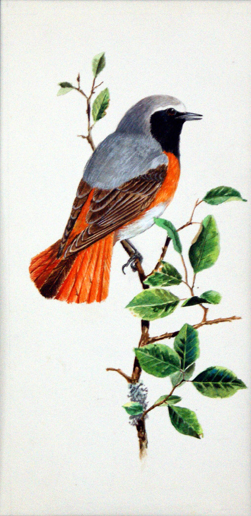 Redstart (Original) (Signed) by Ian McIntosh at The Illustration Art Gallery