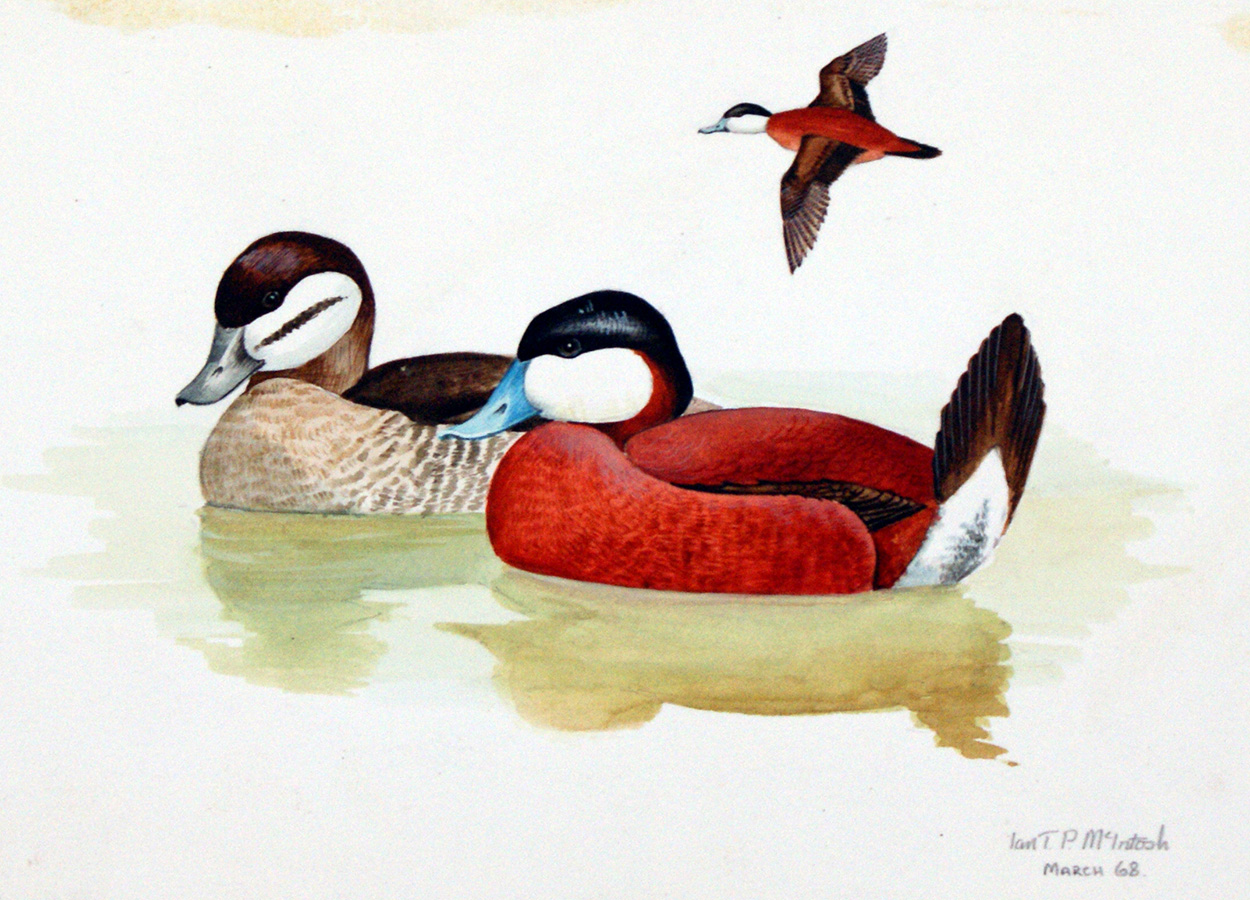 Ruddy Duck (Original) (Signed) art by Ian McIntosh at The Illustration Art Gallery