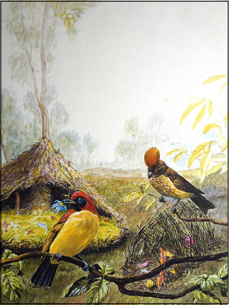Bowerbirds (Original) (Signed) art by Peter Metcalf Art at The Illustration Art Gallery
