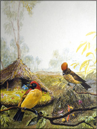 Bowerbirds art by Metcalf